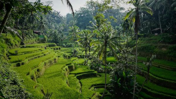 Los 5 mejores planes eSIM prepago para Indonesia (noviembre de 2023)